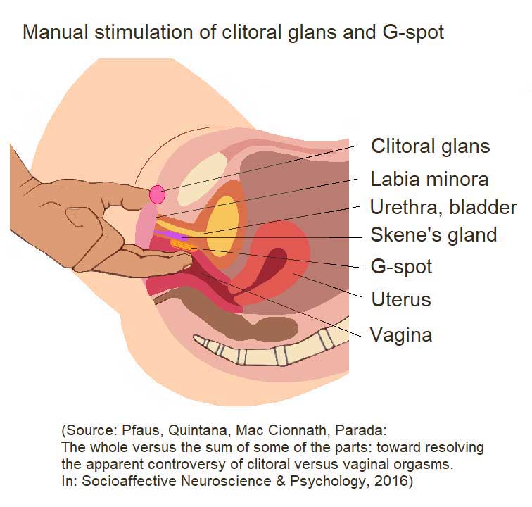 Anatomical Diagram of a female anatomy showing where to stimulate the G-Spot