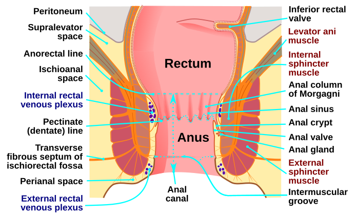 Diagram of the anus and rectum
