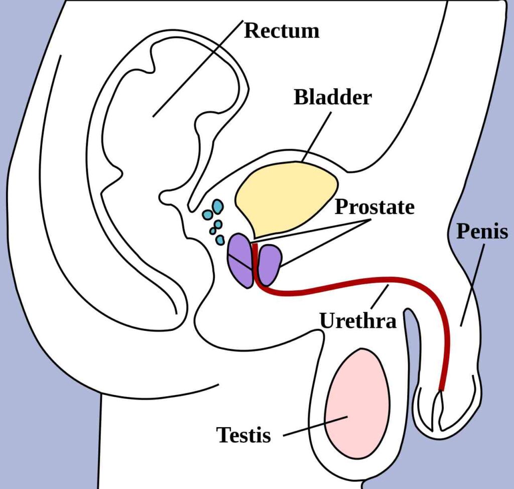 Diagram of the male anatomy