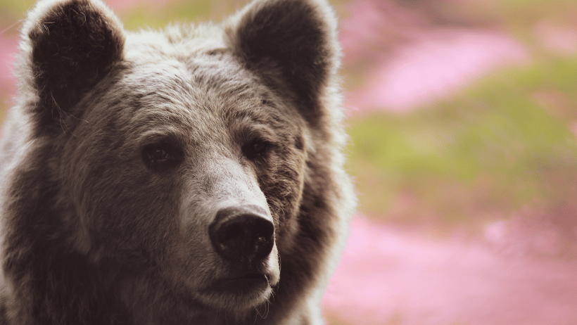 Photo of a bear depicting a sexual spirit animal for an article by Lisa Opel for pleasepinchmehard about discovering your sexual spirit animal to better understand your sexuality